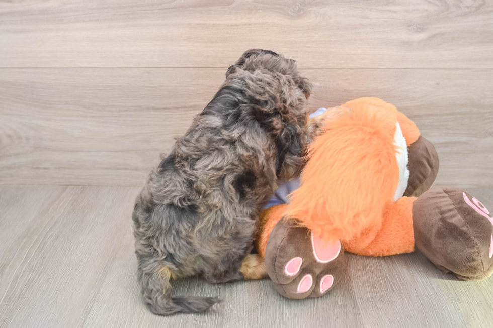 Mini Goldendoodle Puppy for Adoption