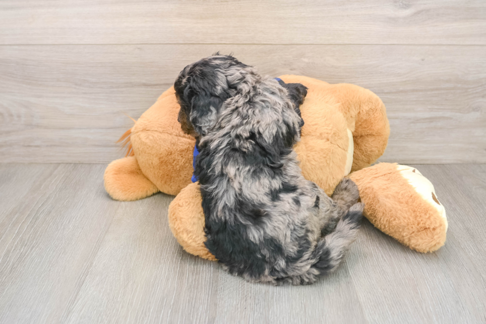 Best Mini Goldendoodle Baby
