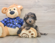7 week old Mini Goldendoodle Puppy For Sale - Premier Pups