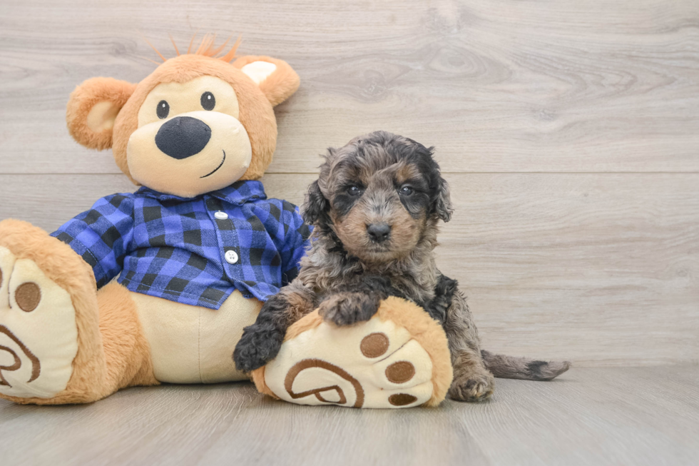 Mini Goldendoodle Pup Being Cute