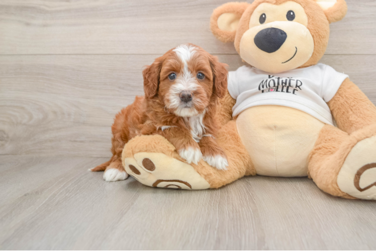 Mini Goldendoodle Pup Being Cute