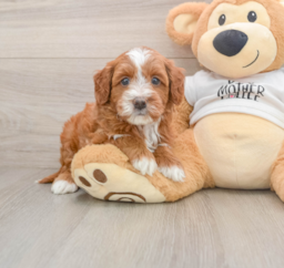 6 week old Mini Goldendoodle Puppy For Sale - Premier Pups