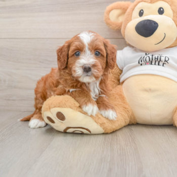 Mini Goldendoodle Pup Being Cute