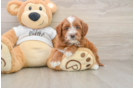 Mini Goldendoodle Puppy for Adoption