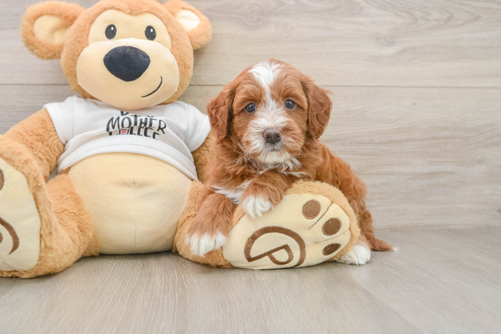 Mini Goldendoodle Puppy for Adoption