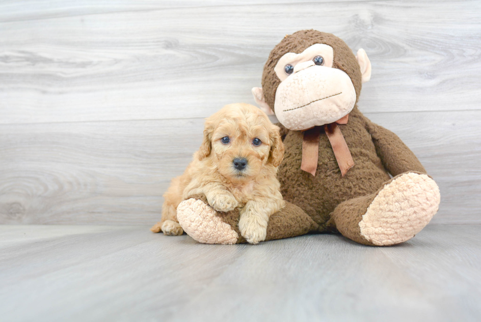 Best Mini Goldendoodle Baby