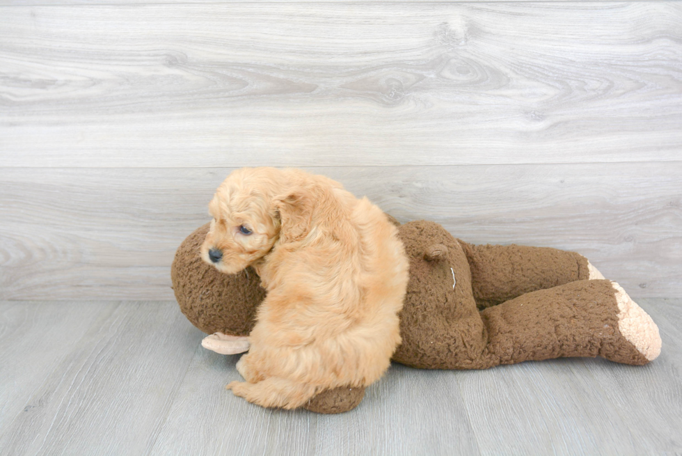 Best Mini Goldendoodle Baby