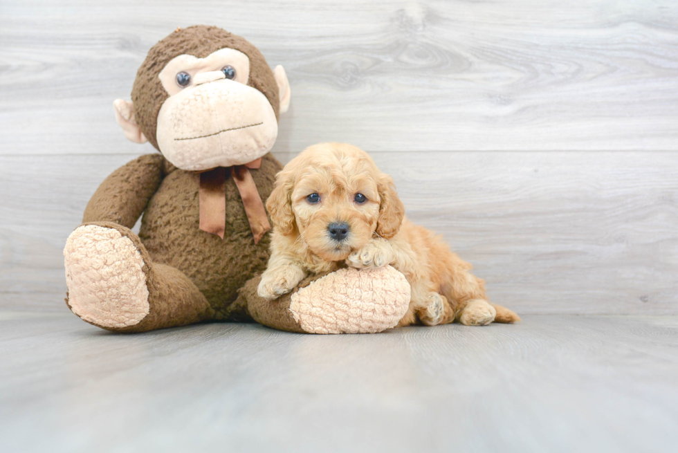 Best Mini Goldendoodle Baby