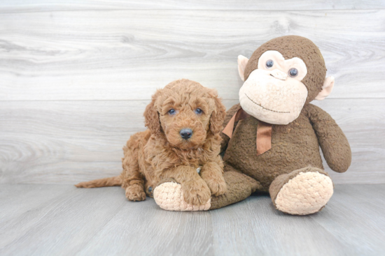 Happy Mini Goldendoodle Baby