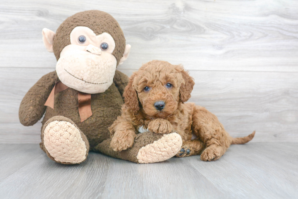 Friendly Mini Goldendoodle Baby