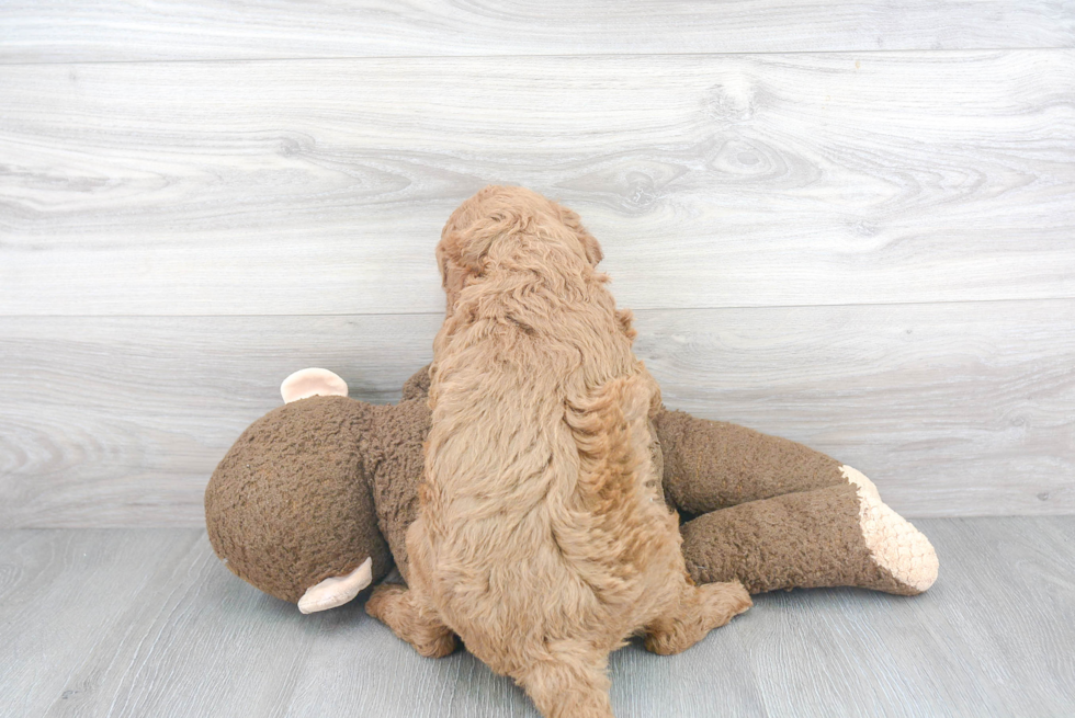 Smart Mini Goldendoodle Poodle Mix Pup