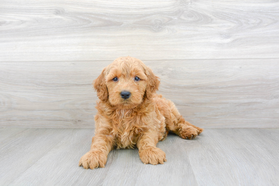 Best Mini Goldendoodle Baby