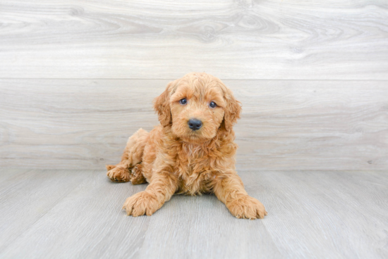 Best Mini Goldendoodle Baby