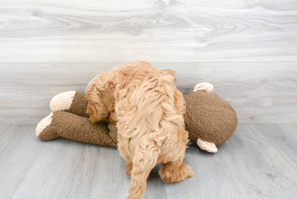 Sweet Mini Goldendoodle Baby