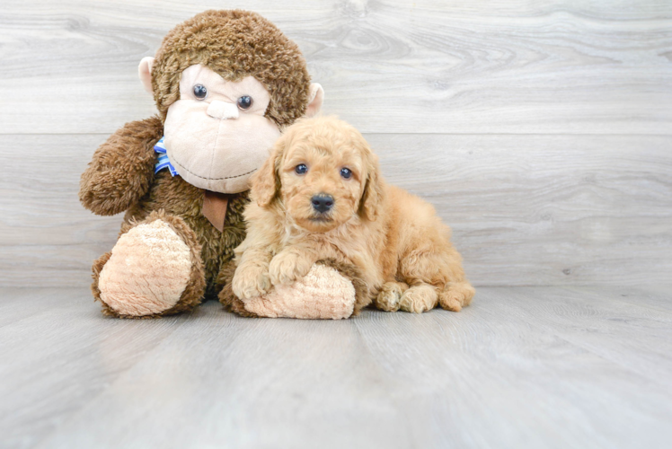 Small Mini Goldendoodle Baby