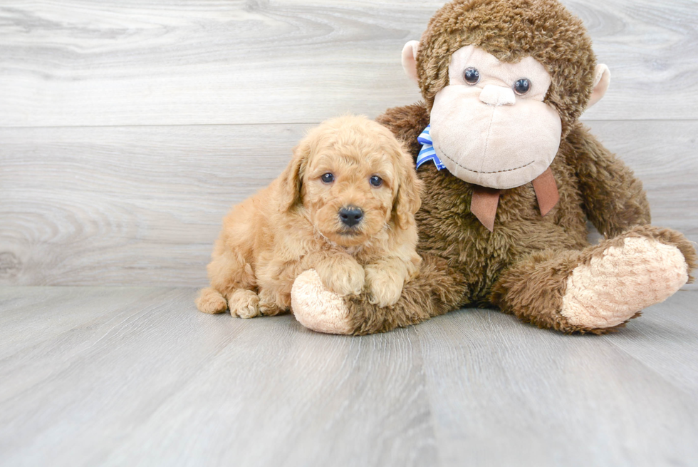 Mini Goldendoodle Pup Being Cute