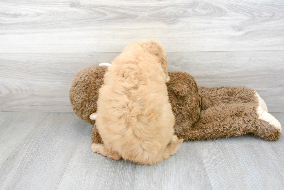 Mini Goldendoodle Puppy for Adoption