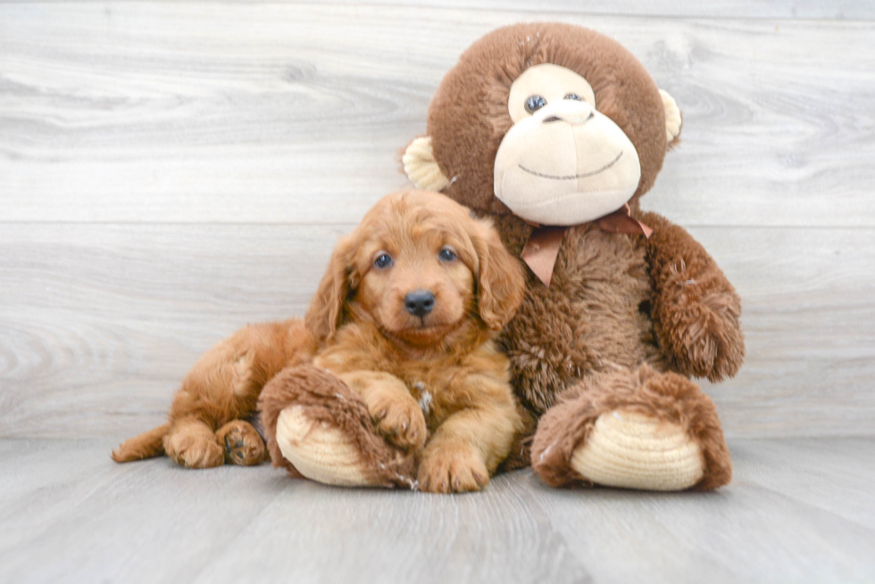 Best Mini Goldendoodle Baby