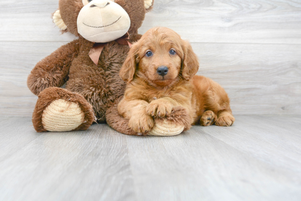 Mini Goldendoodle Pup Being Cute