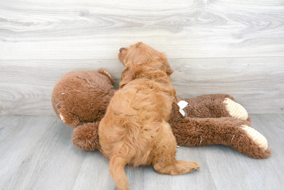 Mini Goldendoodle Puppy for Adoption