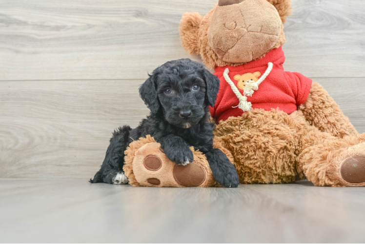 Best Mini Goldendoodle Baby