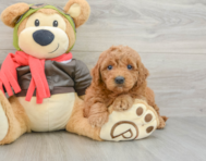 7 week old Mini Goldendoodle Puppy For Sale - Premier Pups