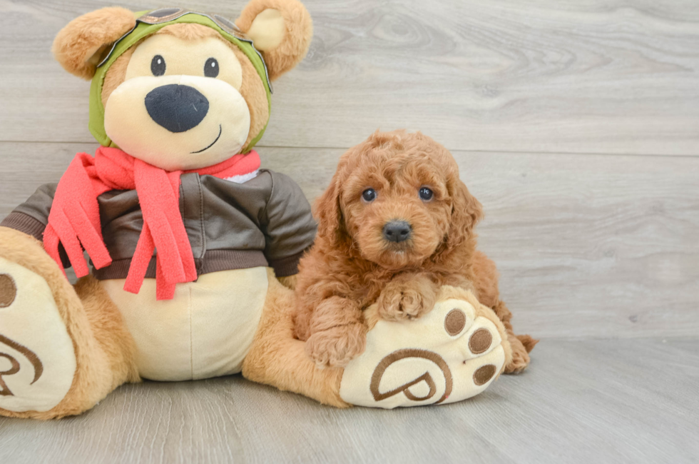 5 week old Mini Goldendoodle Puppy For Sale - Premier Pups