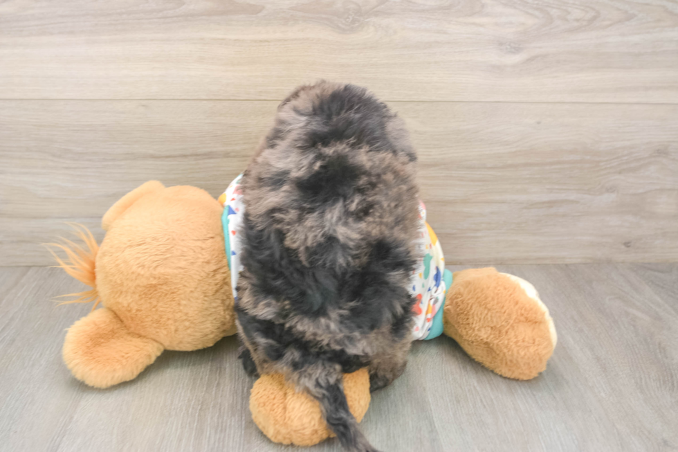 Popular Mini Goldendoodle Poodle Mix Pup