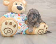 6 week old Mini Goldendoodle Puppy For Sale - Premier Pups