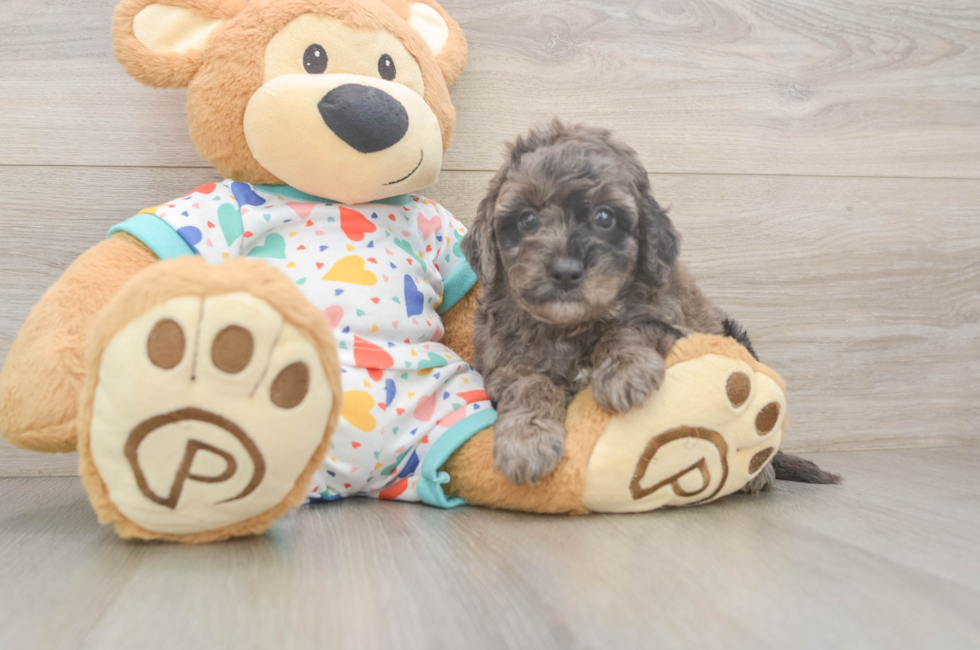 5 week old Mini Goldendoodle Puppy For Sale - Premier Pups
