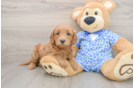 Little Mini Goldenpoo Poodle Mix Puppy