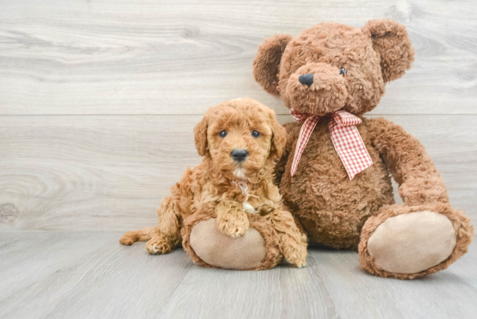 Mini Goldendoodle Puppy for Adoption