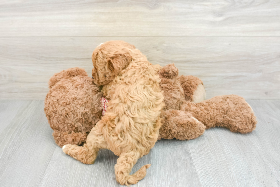 Popular Mini Goldendoodle Poodle Mix Pup