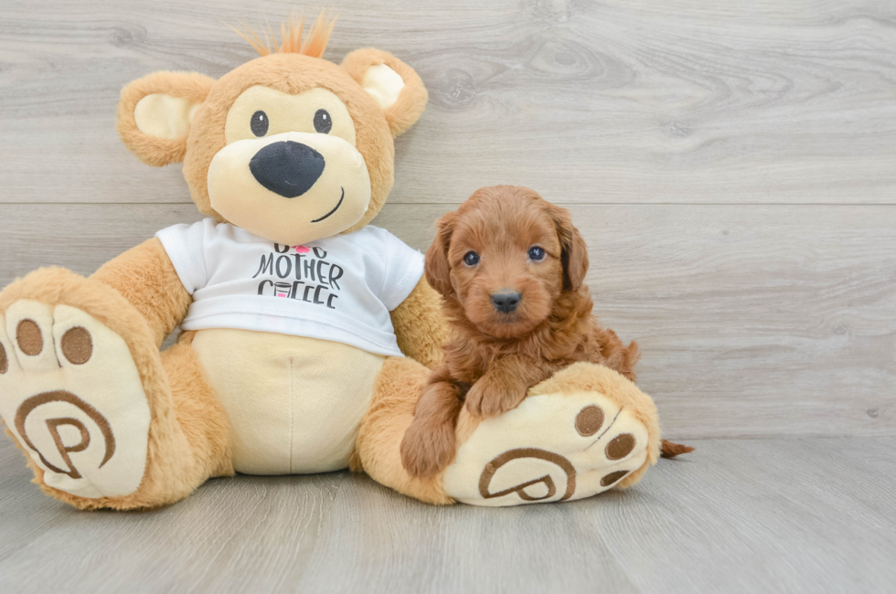 5 week old Mini Goldendoodle Puppy For Sale - Premier Pups