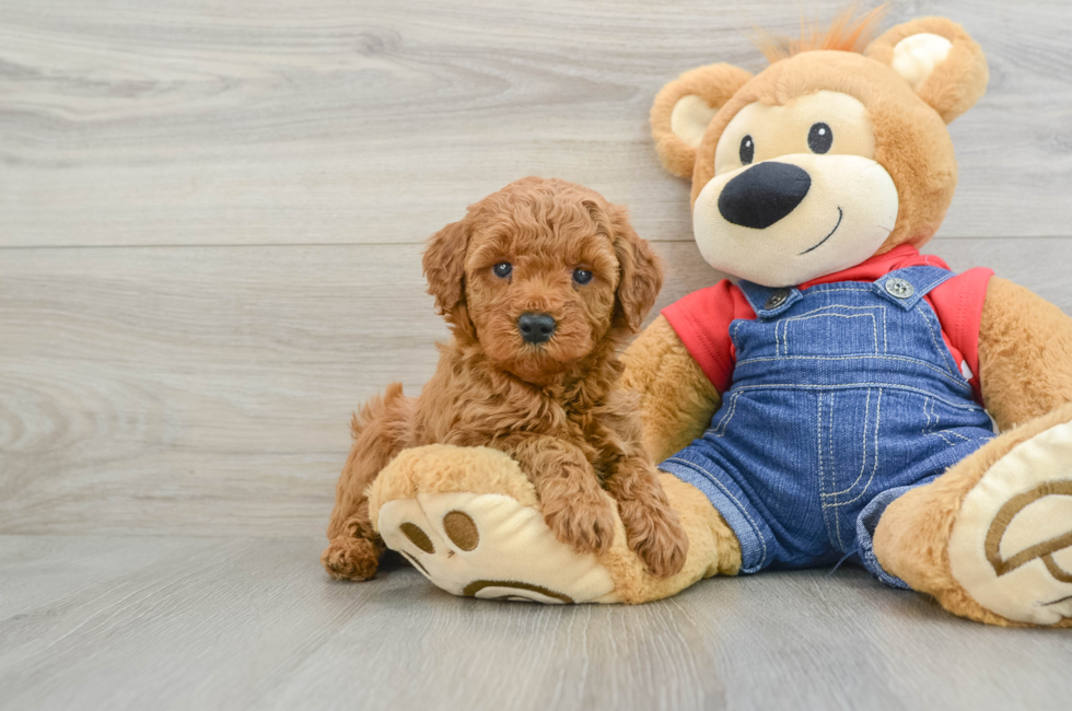 7 week old Mini Goldendoodle Puppy For Sale - Premier Pups