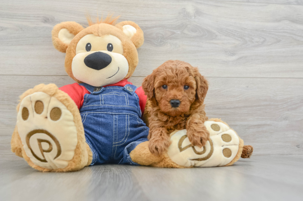 Popular Mini Goldendoodle Poodle Mix Pup