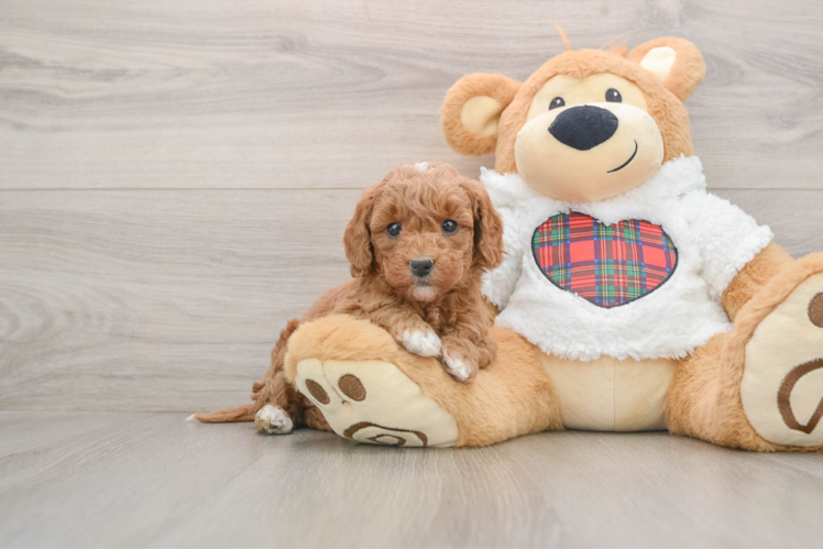 Sweet Mini Goldendoodle Baby