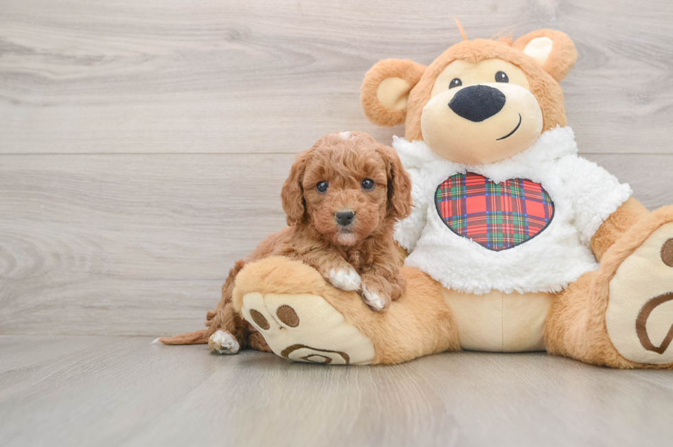 5 week old Mini Goldendoodle Puppy For Sale - Premier Pups