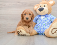 7 week old Mini Goldendoodle Puppy For Sale - Premier Pups