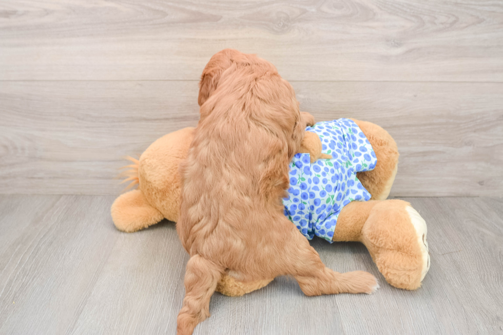 Smart Mini Goldendoodle Poodle Mix Pup