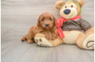 Best Mini Goldendoodle Baby