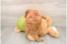 Petite Mini Goldendoodle Poodle Mix Pup