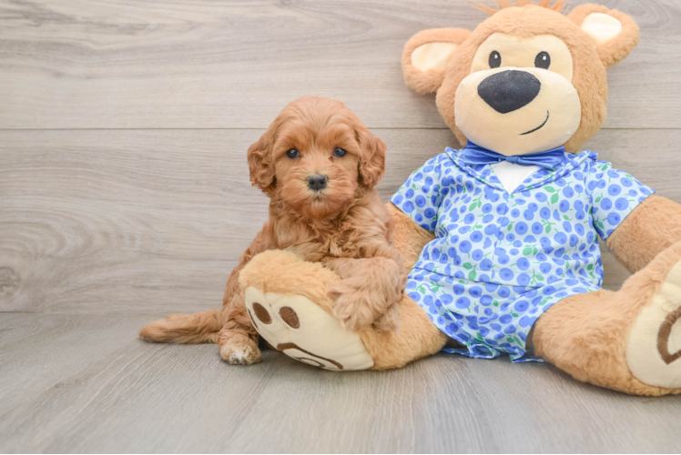 Little Mini Goldenpoo Poodle Mix Puppy