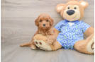Little Mini Goldenpoo Poodle Mix Puppy
