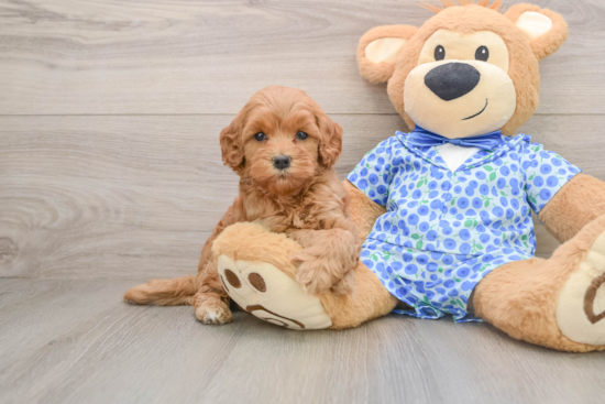 Little Mini Goldenpoo Poodle Mix Puppy