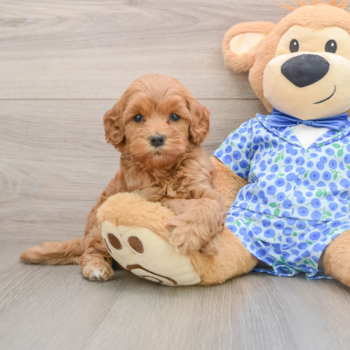 Little Mini Goldenpoo Poodle Mix Puppy