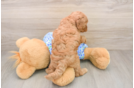 Fluffy Mini Goldendoodle Poodle Mix Pup