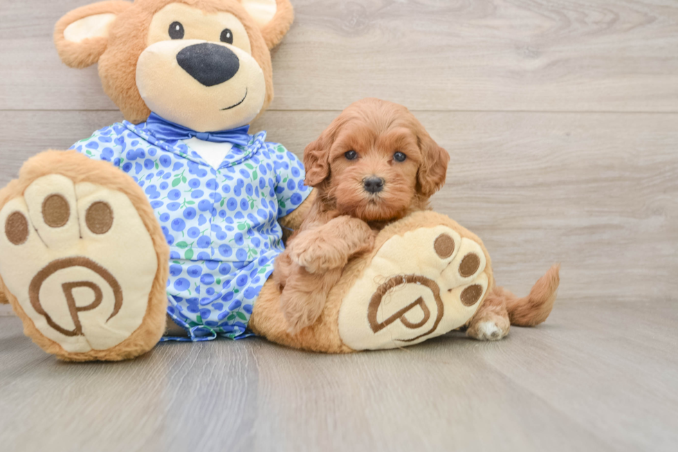 Best Mini Goldendoodle Baby