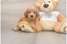 Fluffy Mini Goldendoodle Poodle Mix Pup