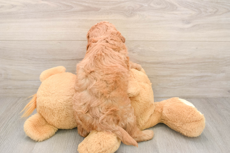 Best Mini Goldendoodle Baby